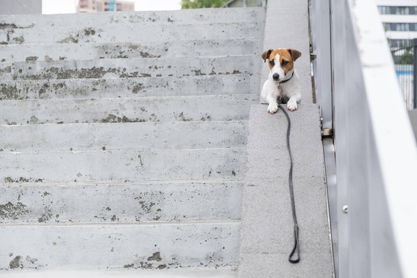 Sad frightened lost dog jack russell terrier sitting on the stairs alone outdoors - Фото, изображение