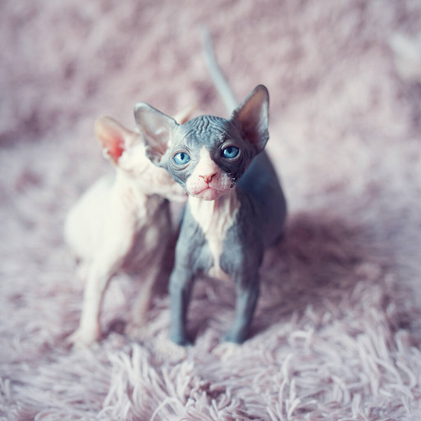 大きな青い目の毛のない子猫がカメラを見ています。紫色の毛皮の毛布の中の肖像スフィンクスの弟猫。大きな耳を持つ裸の毛のない抗アレルギー性の家畜の品種。小さな甘い子猫. - 写真・画像