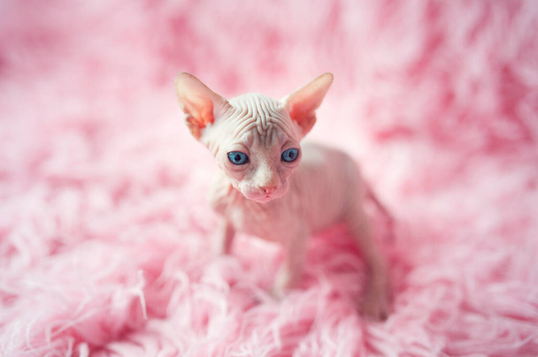 Безволосий кошеня з великими блакитними очима виглядає навколо. Портрет сфінкса молодого кота в рожевій шубці. Гола безволосиста антиалергічна домашня порода котів з великими вухами. Маленький солодкий рожевий кошеня
. - Фото, зображення