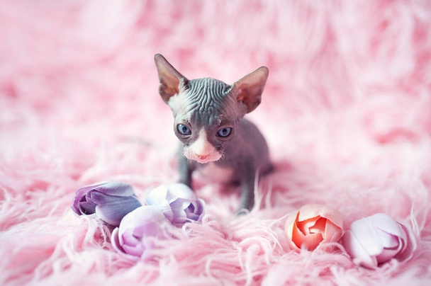 青い目をした毛のない子猫が周りを見回しています。ピンクの毛皮の毛布に肖像スフィンクスの若い猫。大きな耳を持つ裸の毛のない抗アレルギー性の家畜の品種。小さな甘いピンクの子猫. - 写真・画像