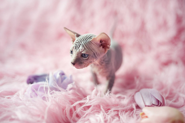 Gatinho sem pêlos com grandes olhos azuis olha em volta. Retrato sphynx jovem gato em cobertor de pele rosa. Raça de gato doméstico antialérgico sem pêlos nu com orelhas grandes. Pequeno gatinho rosa doce. - Foto, Imagem