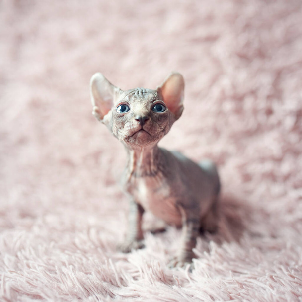 青い目をした毛のない子猫が周りを見回しています。紫色の毛皮の毛布の中の肖像スフィンクスの若い猫。大きな耳を持つ裸の毛のない抗アレルギー性の家畜の品種。小さな甘いピンクの子猫. - 写真・画像