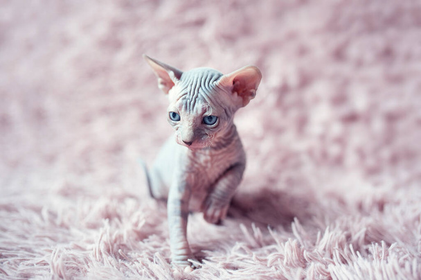Безволосий кошеня з великими блакитними очима виглядає навколо. Портрет сфінкса молодого кота в фіолетовій шубці. Гола безволосиста антиалергічна домашня порода котів з великими вухами. Маленький солодкий рожевий кошеня
. - Фото, зображення