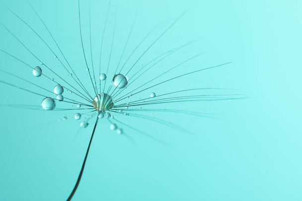 Seed of dandelion flower with water drops on turquoise background, closeup - 写真・画像