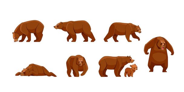 Set of large brown bear in different poses looking, running, walking, sleeping, attack. Wild forest creature different poses. Vector flat cartoon character of big mammal animal illustrations isolated - Vector, Image