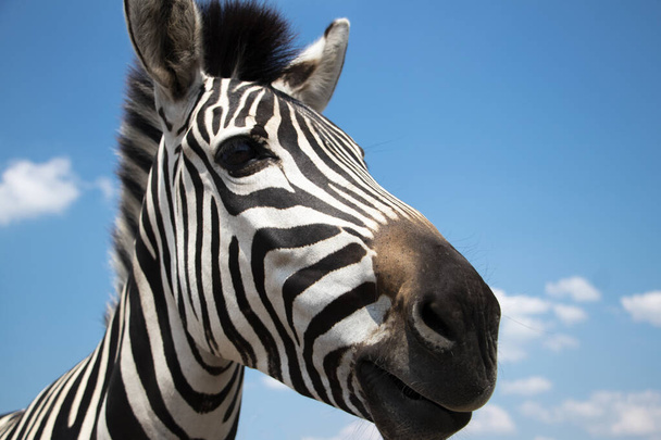 Cap montagne zèbre gros plan contre le ciel. Equus zebra dans l'habitat naturel - Photo, image