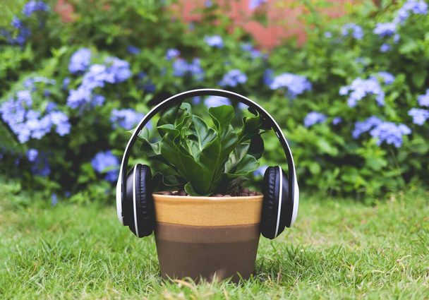 Front view of headphones cover on Cobra Bird's nest fern (Asplenium nidus) plant pot on green grass in the garden with purple flowers background. Music help plant growing faster concept. - Photo, Image