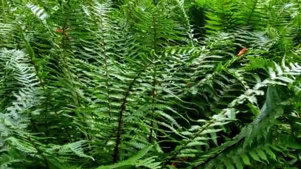 Close-up on a green fern. Herbaceous plant, representative of the Osmundov family. The beneficial properties of the fern are due to its valuable chemical composition. The presence of alkaloids makes the plant an excellent pain reliever - Metraje, vídeo