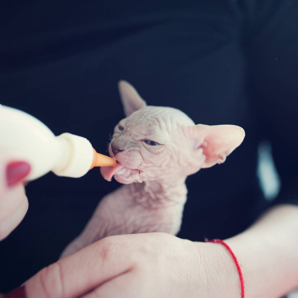 髪の毛のない子猫は哺乳瓶から牛乳を飲む。グレーの毛皮の毛布の中の肖像スフィンクスの若い猫。大きな耳を持つ裸の毛のない抗アレルギー性の家畜の品種。小さな甘い子猫。赤ん坊に餌をやる. - 写真・画像
