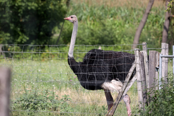 Portret van een struisvogel op een struisvogelboerderij - Foto, afbeelding
