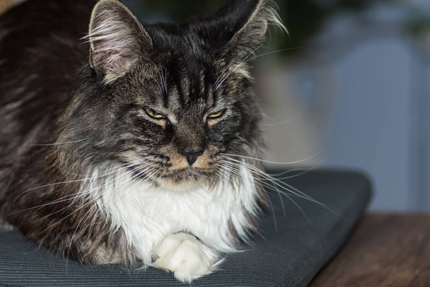 dear fluffy maine coon cat is lying and looks before sleeping on a soft pad - Photo, Image