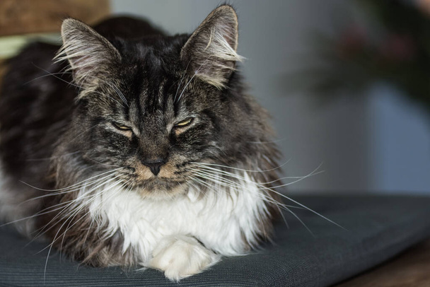 dear fluffy maine coon cat is lying with half closed eyes before sleeping - Photo, Image