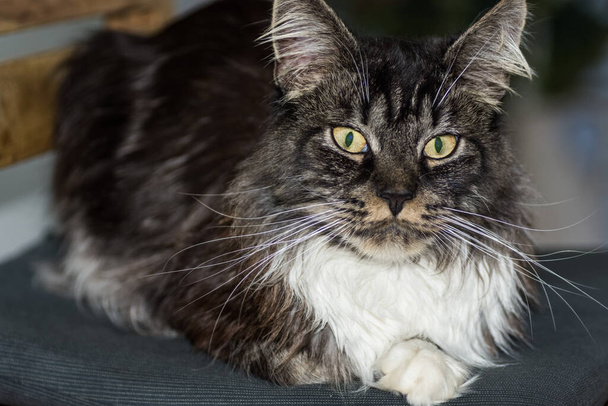 dear fluffy maine coon cat is lying and looking into the camera before sleeping - Photo, Image