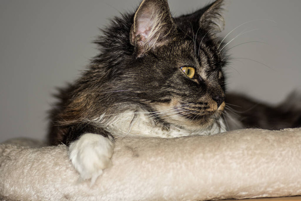 caro peloso maine coon gatto si trova e guarda a lato con sfondo grigio - Foto, immagini