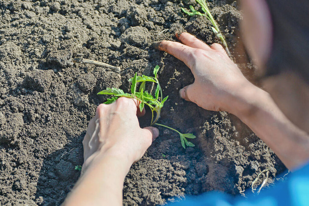 La jeune fille plante un semis de tomate avec ses mains dans le sol. - Photo, image