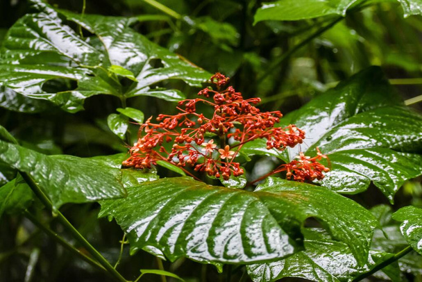 Clerodendrum rojo flor Paniculatum. Flor de pagoda i - Foto, Imagen