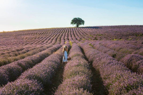 Beautiful little girl enjoying and running between rows of blooming lavender field at golden hour before sunset - Foto, Bild