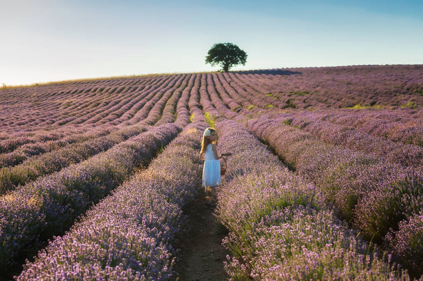Beautiful little girl enjoying and running between rows of blooming lavender field at golden hour before sunset - Photo, image
