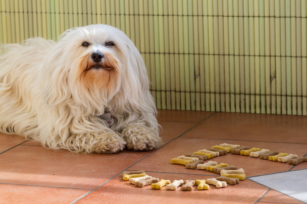 narozeniny sušenky pro psa - Fotografie, Obrázek