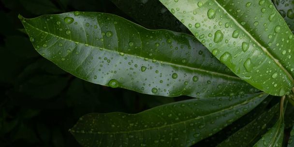 abstract green dark leaf texture, nature background, tropical leaf - Zdjęcie, obraz