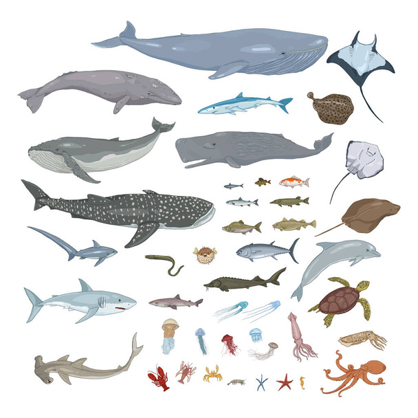 Vector Big Set of Cartoon Sea Animals and Fishes Illustrations - Vector, Image