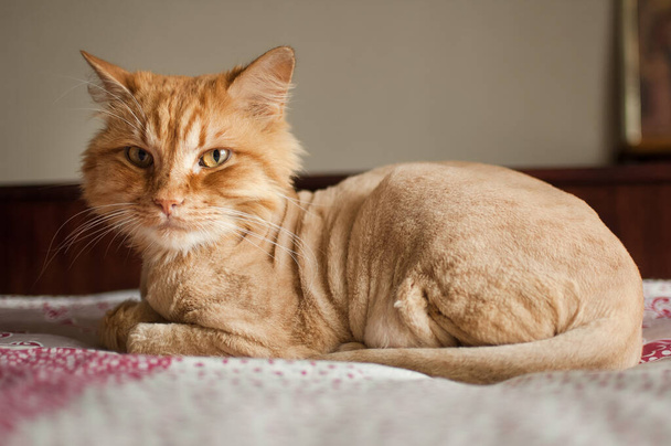 Gato doméstico com pele de gengibre está deitado na cama após o preparo e aparar durante o verão, conceito de cuidados com os animais - Foto, Imagem