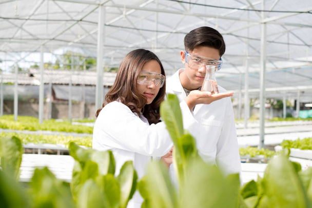 İki Asyalı bilim adamı olan hidrofonik, standartlarını ölçtü ve fidanlıkta hidroponik kullanarak yetiştirilen organik sebzelerin kimyasal verilerini topladı.. - Fotoğraf, Görsel