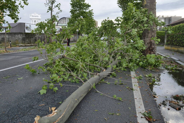 Storm in the province of Bergamo, extensive damage, fallen trees, roofs uncovered, and flooding - Zdjęcie, obraz