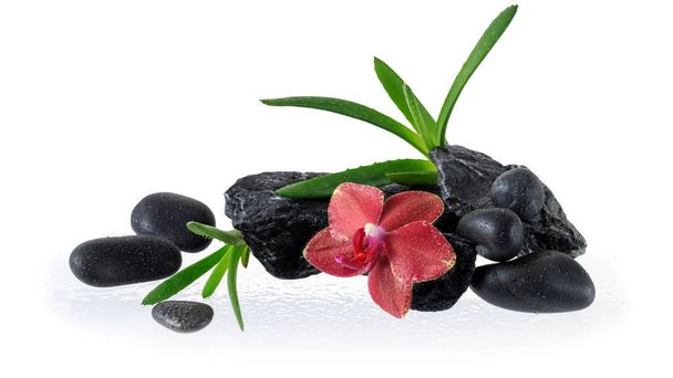 Vzácné jediné červené orchidej květiny s hedvábnými okvětními lístky a aloe vera malé rostliny na černých kamenech s kapkami vody izolované na bílém pozadí. Prvek designu, plakátu nebo lázeňského konceptu - Fotografie, Obrázek