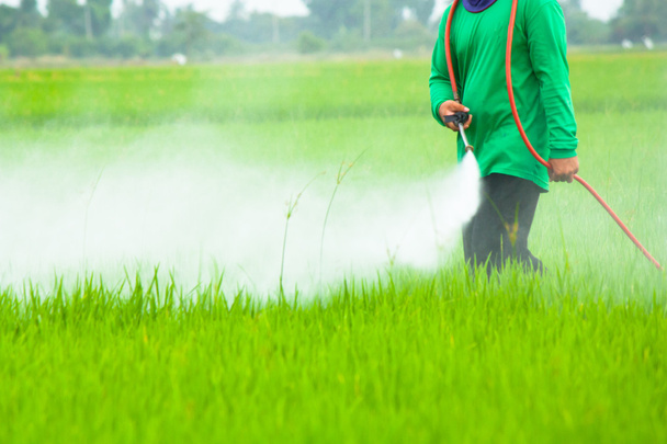 pirinç alan tarım ilacı püskürtme çiftçi - Fotoğraf, Görsel