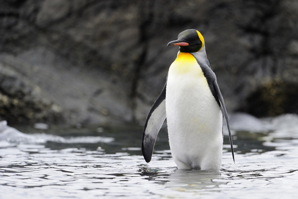 Kral penguen (Aptenodytes patagonicus) - Fotoğraf, Görsel