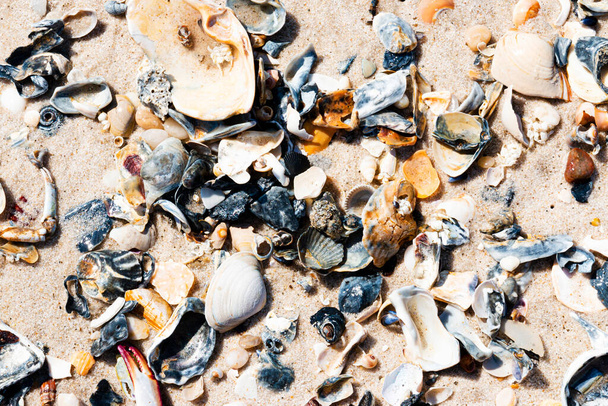 View from above of seashell fragments on the sand of the beach on Fire Island Long Island New York. - Fotografie, Obrázek