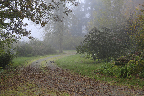 In rainy forest during fall time with quails. - Foto, Bild