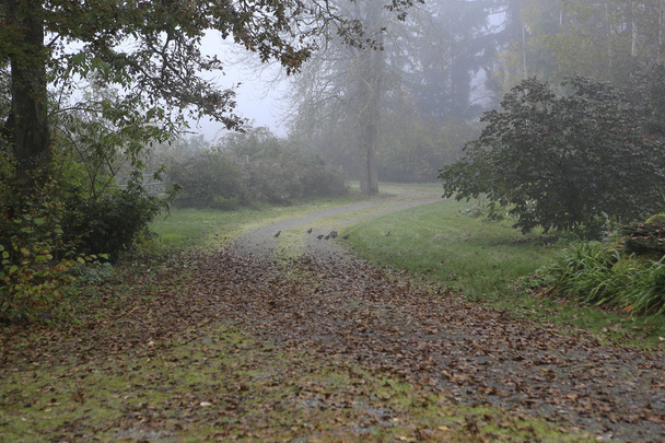 In rainy forest during fall time with quails - Foto, Imagem