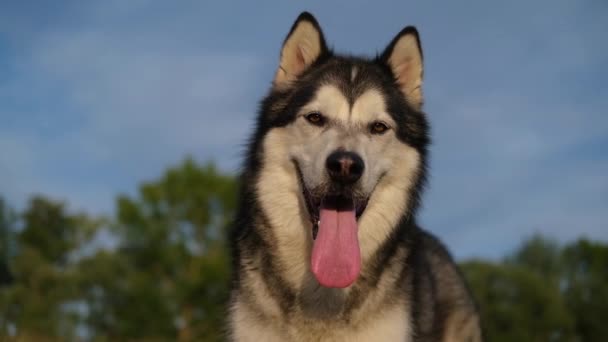 Happy Alaskan malamute cães rosto no fundo do céu - Filmagem, Vídeo