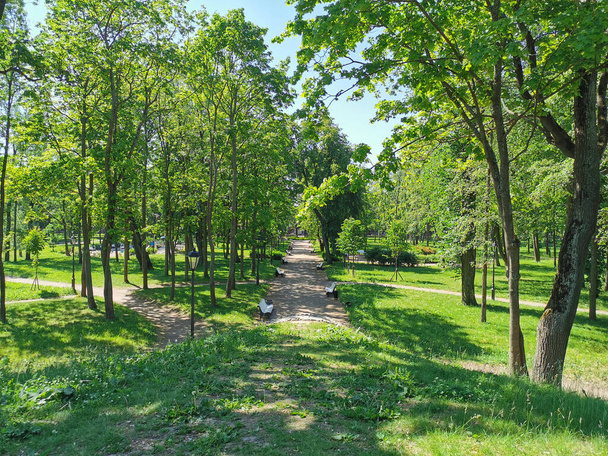 A road with white benches among the trees in the Summer Garden of the city of Kronstadt against the background of a blue cloudless sky. - Photo, Image