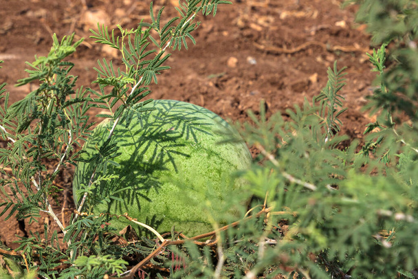 Uitzicht op rijpe watermeloen tussen het gras close-up op een landbouwveld. - Foto, afbeelding