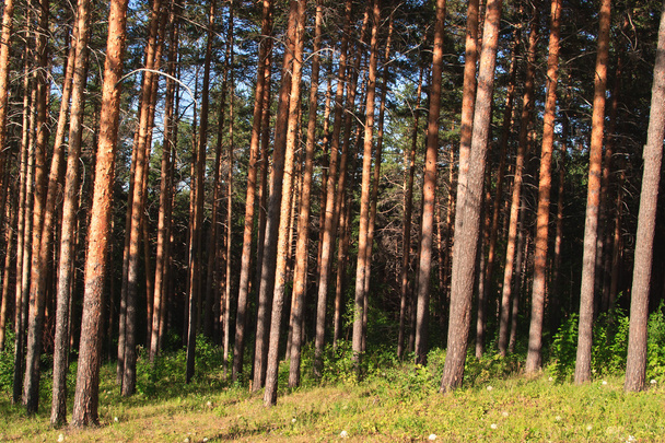 Summer natural landscape: edge of pine coniferous forest - Foto, imagen