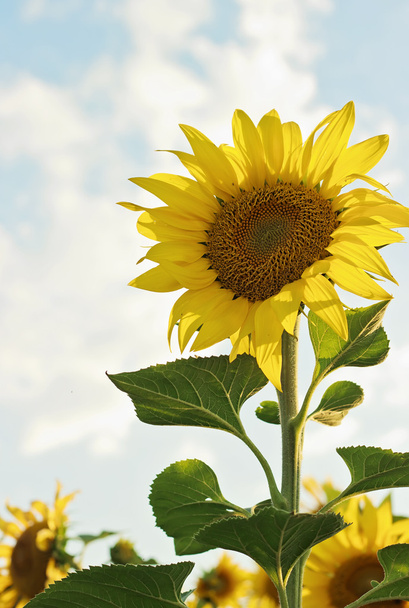 Beautiful blooming sunflower - Photo, Image