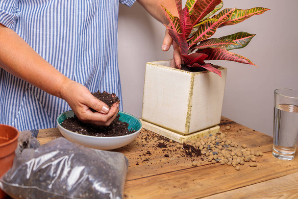 A woman puts soil into a new ceramic pot with a transplanted flower. Houseplant transplant concept. - Foto, Imagem