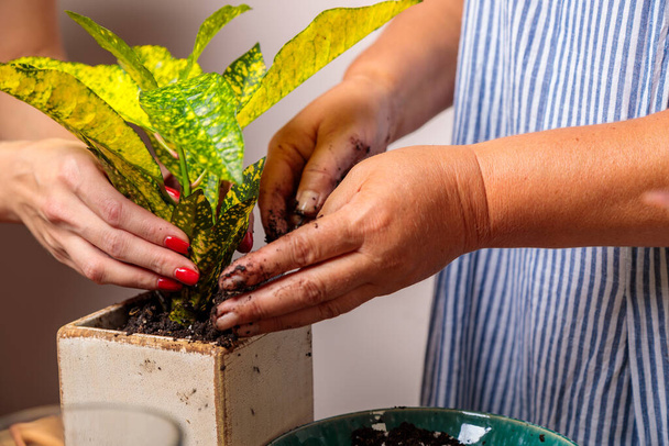 A woman puts soil into a new ceramic pot with a transplanted flower. Houseplant transplant concept. - Photo, Image