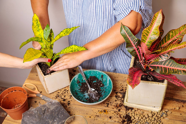 A woman puts soil into a new ceramic pot with a transplanted flower. Houseplant transplant concept. - Foto, imagen