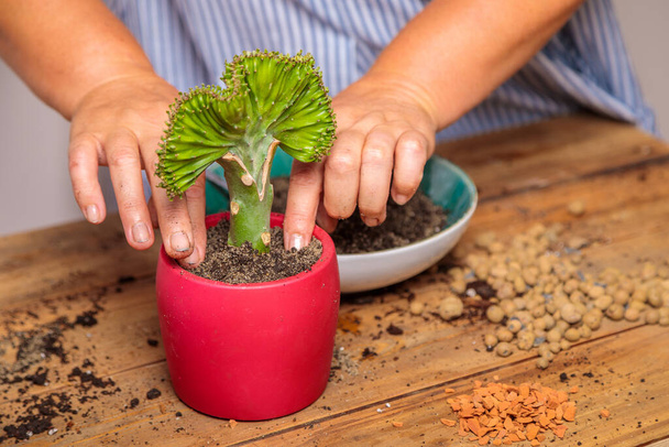 A woman transplants a houseplant, a flower in a ceramic pot. Hands and flower close-up. - Photo, Image
