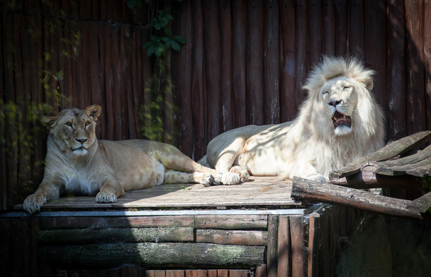 fehér oroszlán, az állatkert, Pozsony, Szlovákia - Fotó, kép