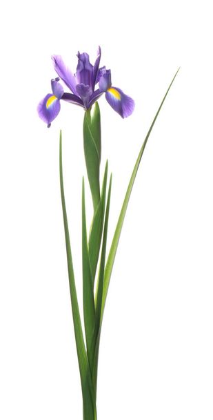 Beautiful iris isolated on white. Spring flower - Фото, изображение