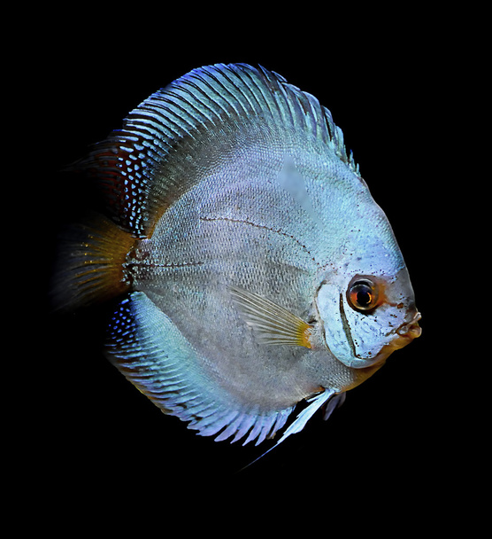 Colorful tropical fish of the Symphysodon discus spieces - Photo, Image