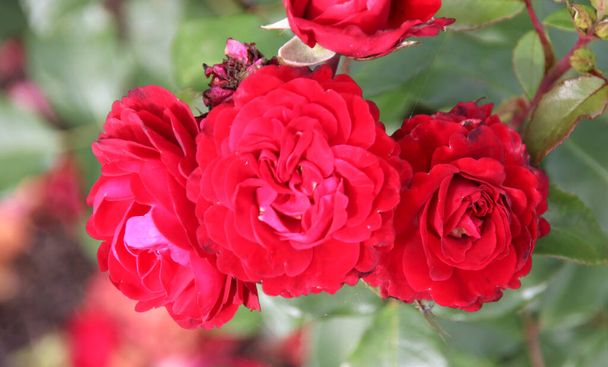 Flower of a rose in the Guldemondplantsoen Rosariu, in Boskoop of the type Rouge Meilove in Netherlands - Foto, Imagem