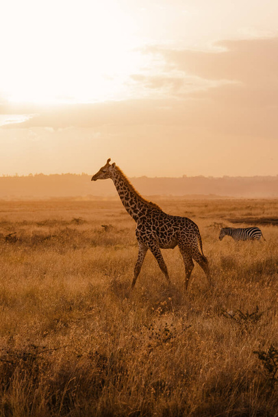 żyrafa i zebra w sawannie Afryki - Zdjęcie, obraz