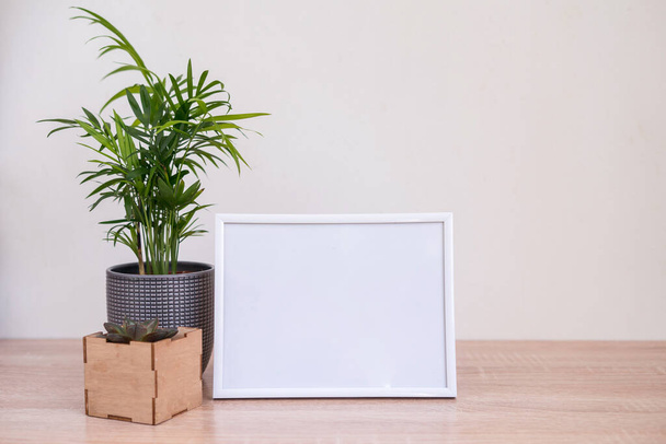 Portrait and square wooden picture frames mockups with palm and succulent.  - Фото, зображення