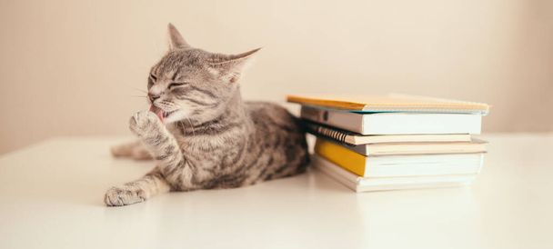 Back to school. Tabby gray kitten washes its paws while lying on a white table. A stack of teaching books - Fotoğraf, Görsel